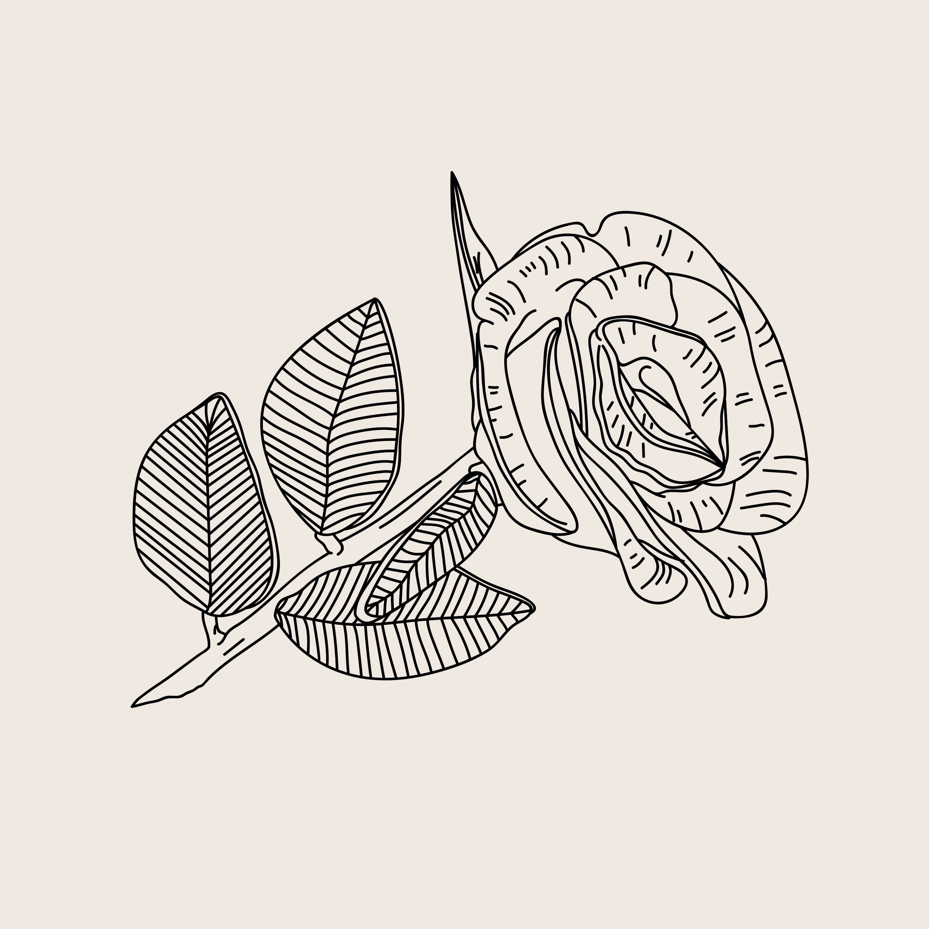 Mackerel & Wine — 100 days of bad drawings